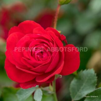 rosa canadian shield