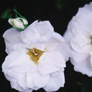 rosa rugosa blanc double de coubert