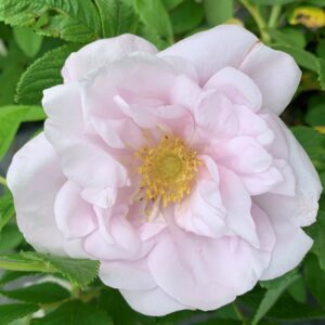 rosa rugosa henry hudson jardinpro 2