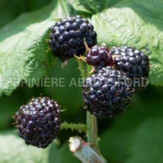 rubus idaeus bleu nuit abbotsford 1