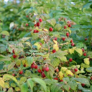 rubus idaeus boyne abbostford 1