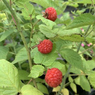 rubus idaeus nova jardinpro