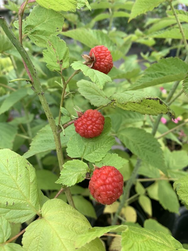 rubus idaeus nova jardinpro