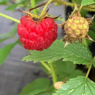 rubus idaeus pathfinder jardinpro