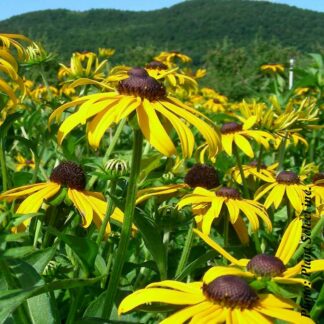 rudbeckia fulgida goldsturm plantselect