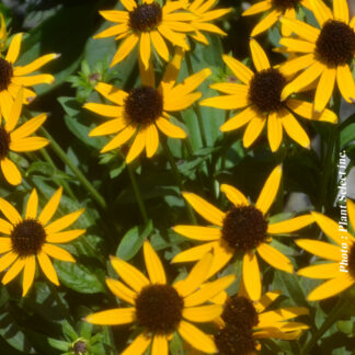 rudbeckia little goldstar plantselect