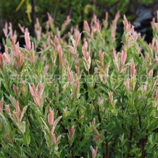 salix integra flamingo abbotsford