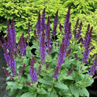 salvia nemerosa violet profusion jardinpro