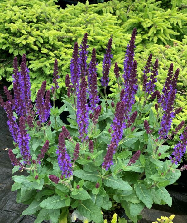 salvia nemerosa violet profusion jardinpro