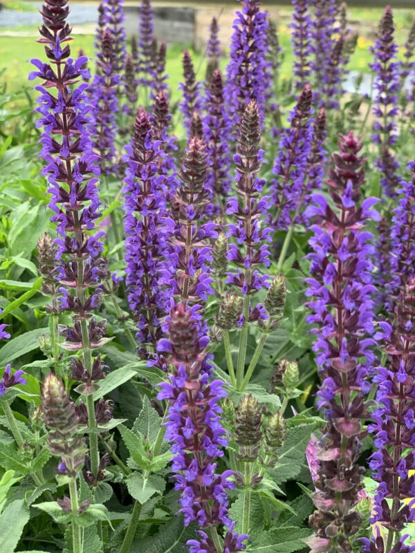 salvia nemerosa violet riot jardinpro