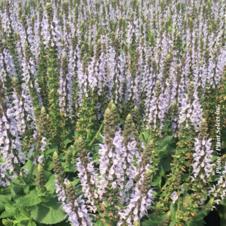 salvia nemorosa bumblesky plantselect