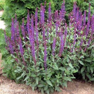 salvia nemorosa caradonna walters gardens