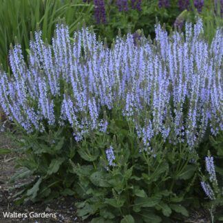 salvia nemorosa crystal blue walters gardens