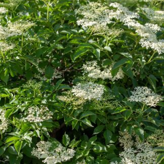 sambucus canadensis pixa