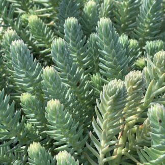 sedum reflex blue spruce jardinpro 3