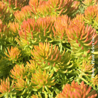 sedum reflexum angelina plantselect