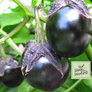 seme saveurs aubergines pot black