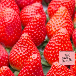 seme saveurs fraises jewel