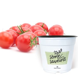 seme saveurs tomates cerises sweet 100
