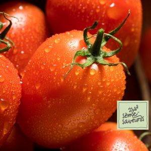 seme saveurs tomates rouges italienne roma
