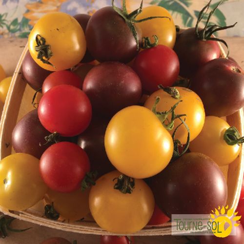 sl201 ts tomates cerises melangees cherry tomato mix 01