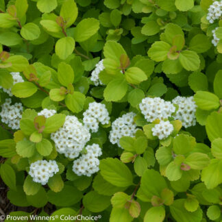 spiraea betulifolia glow girl proven winners