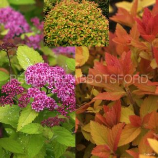 spiraea japonica double big bang