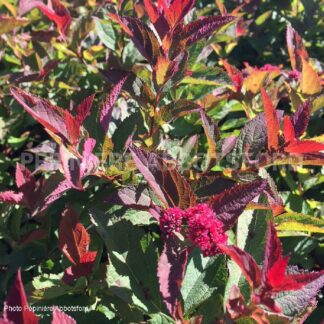 spiraea japonica double play doozie