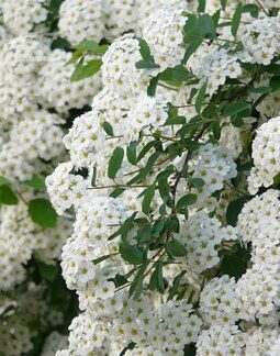 spirea vanhouttei