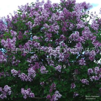 syringa meyeri palibin abbotsford