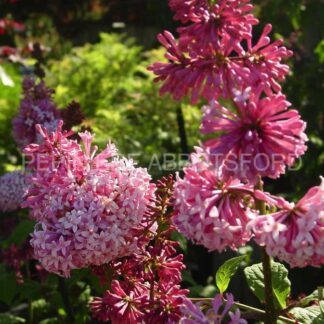 syringa pretonia miss canada abbotsford