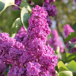 syringa vulgaris charles joly pixa