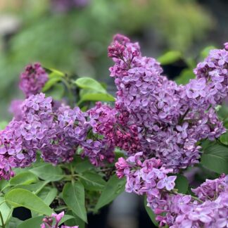 syringa vulgaris monge jardinpro 1