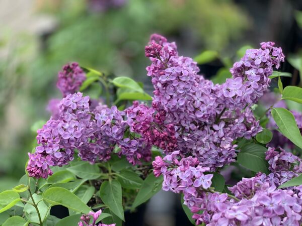 syringa vulgaris monge jardinpro 1