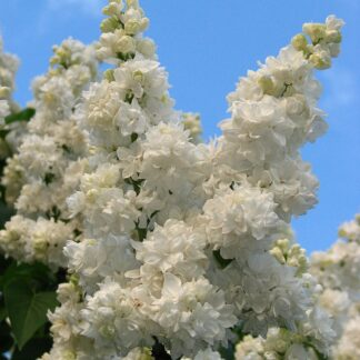 syringa vulgaris monique lemoine koran cc by sa 3.0 wikimedia commons