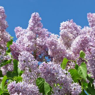 syringa vulgaris pixabay