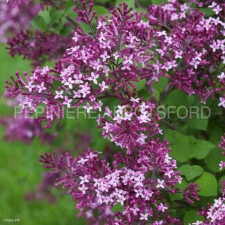 syringa x penda bloomerang dark purple abbotsford