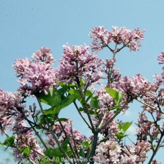 syringa meyeri palibin david j. stang cc by sa 4.0 wikimedia commons