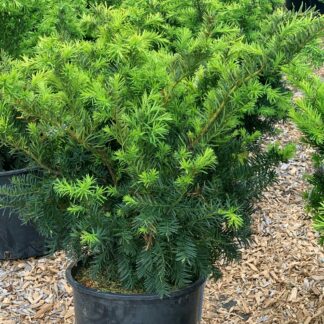 taxus media densiformis jardinpro 2