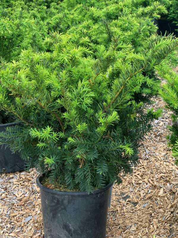 taxus media densiformis jardinpro 2