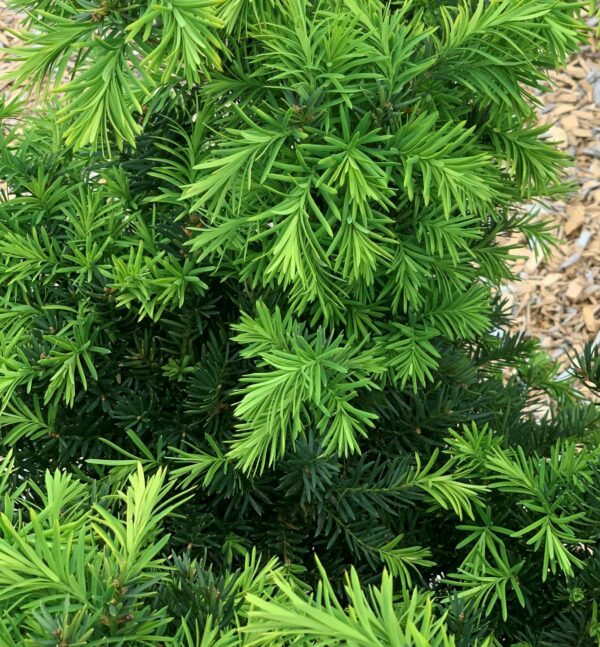 taxus media densiformis jardinpro 3