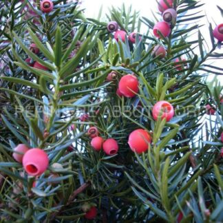 taxus medis hicksii abbotsford