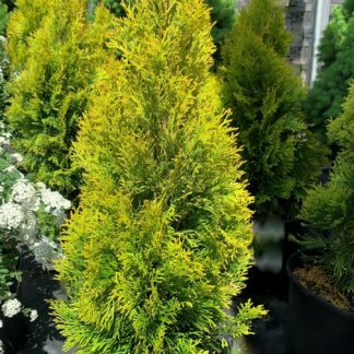 thuya occidentalis janed gold jardinpro