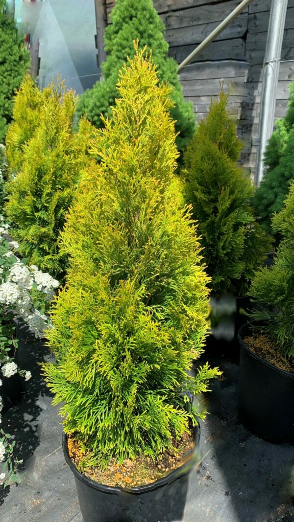 thuya occidentalis janed gold jardinpro