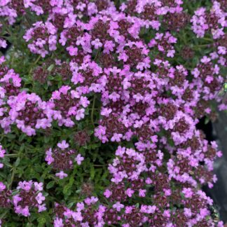 thymus serpyllum roseus jardinpro