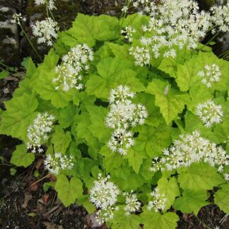 tiarella cordifolia public domain