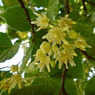 tilia americana fleurs jardinpro