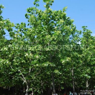 tilia americana redmond abbotsford