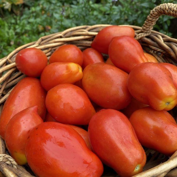 tomate en melange italiennes