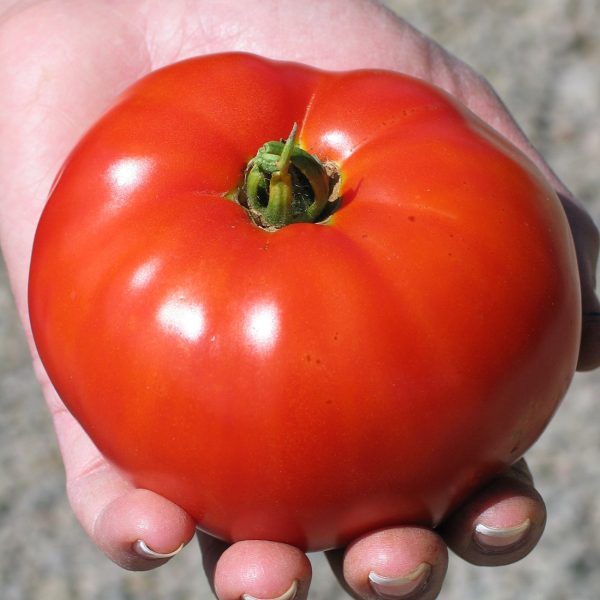 tomate standard siletz